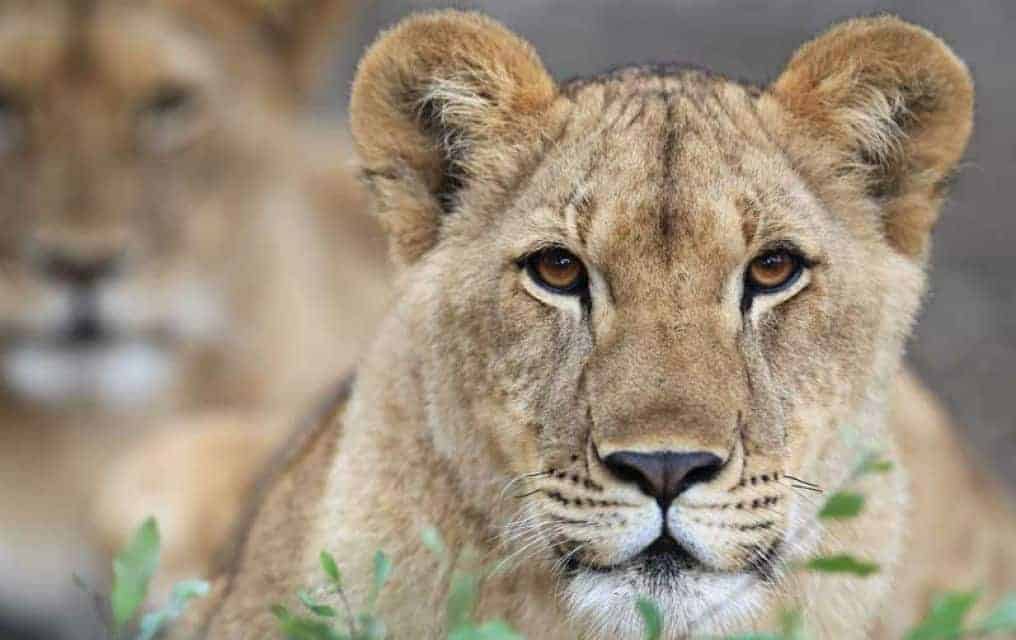 panthera-leo-african-lion-characteristics-habitat-facts